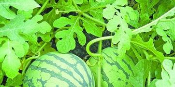 武高吃瓜,揭秘校园吃瓜背后的故事