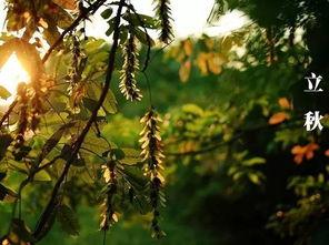 立秋吃瓜说说,传统习俗中的美食文化探寻