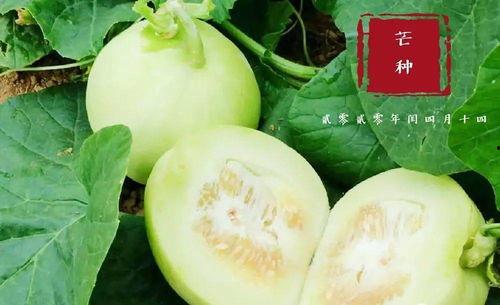 佛山欣子吃瓜,揭秘吃瓜群众的快乐生活