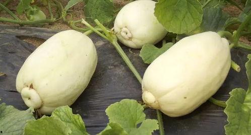 小庞吃瓜化学,吃瓜中的科学奥秘探索