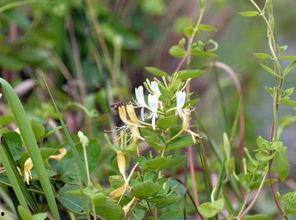 金银花和菊瓜能一起吃吗,金银花与菊瓜的搭配食用探讨