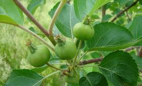 蝈蝈吃角瓜花,自然界的和谐共生