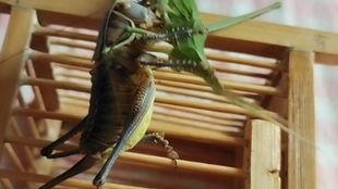 蝈蝈吃角瓜花,自然界的和谐共生