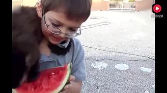 讲解吃瓜事件视频,网络舆论的风暴与反思