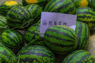 反向操作吃瓜视频,揭秘“反向操作”吃瓜视频背后的真相与趣味