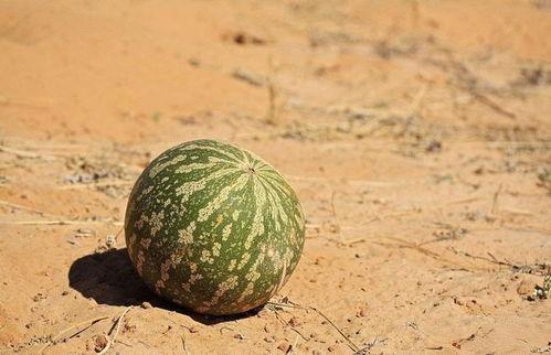 不能随便吃的瓜,那些不能随便吃的“瓜”背后的真相