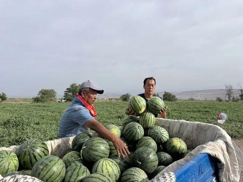 邯郸永年区吃瓜,夏日炎炎，瓜果飘香，尽享清凉时光