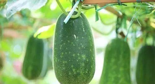 吃瓜一只瓜,网络热词背后的故事与影响