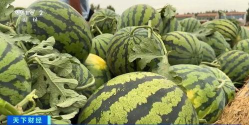 阳春白雪吃瓜真香,揭秘网络热词背后的文化现象