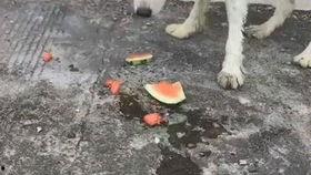 狗吃瓜场面,一场欢乐的“吃瓜”盛宴