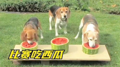 狗吃瓜场面,一场欢乐的“吃瓜”盛宴
