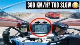 兰博吃的瓜,揭秘网红瓜王背后的传奇故事