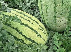 长久红瓜怎么吃