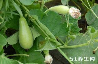 长久红瓜怎么吃