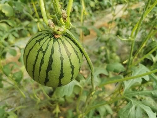 长久红瓜怎么吃