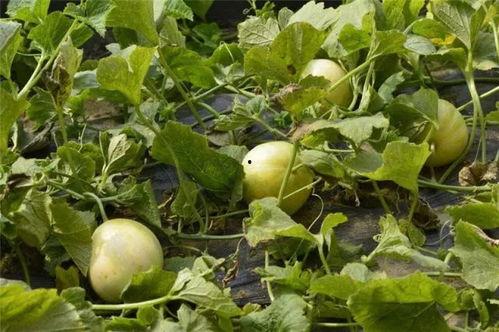 梦见甜瓜姐姐吃瓜,瓜香四溢的甜蜜启示