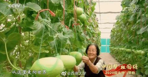 自由吃瓜基地小组 -,揭秘网络舆论场的独特魅力