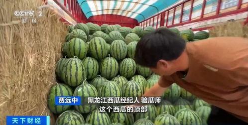 自由吃瓜基地小组 -,揭秘网络舆论场的独特魅力