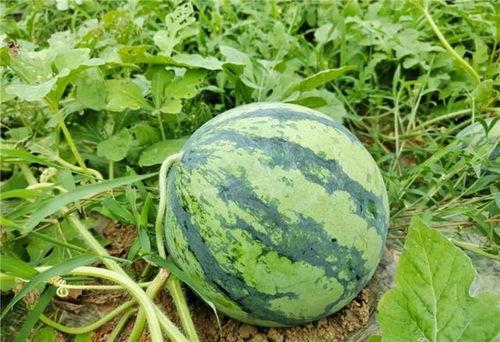 有新瓜吃吗,新瓜频出，精彩不断