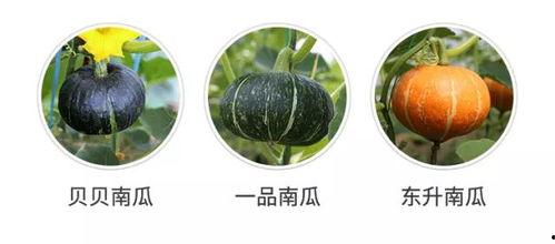 有新瓜吃吗,新瓜频出，精彩不断