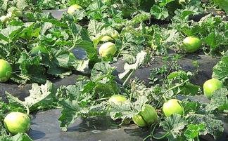 吃瓜嘴巴发麻,揭秘神秘食物背后的刺激真相