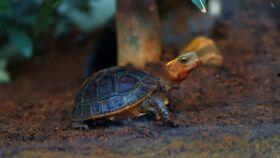 乌龟吃瓜文案,一场别开生面的美食之旅