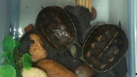 乌龟吃瓜文案,一场别开生面的美食之旅