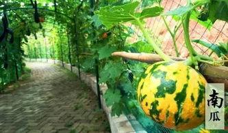 有趣的吃瓜剧情,一场爆笑的吃瓜大作战