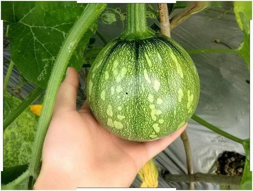 云南吊瓜怎么吃,解锁美味新体验