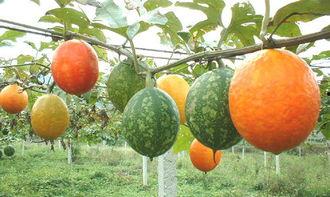 云南吊瓜怎么吃,解锁美味新体验