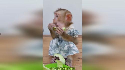 嘴里吃瓜搞笑,一场嘴里的搞笑盛宴