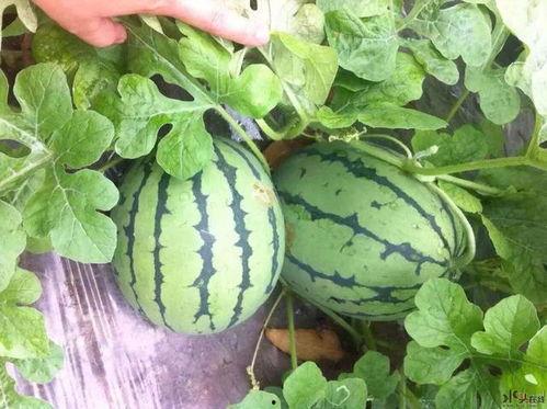 吃瓜小哥作品,吃瓜小哥带你领略娱乐圈风云变幻