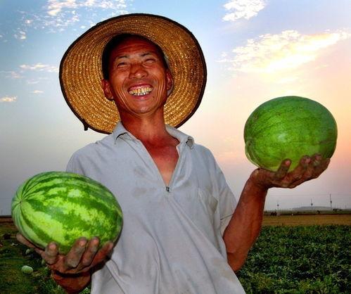 淮南寿县吃瓜,瓜果飘香，品味夏日田园风情