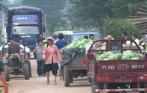 淮南寿县吃瓜,瓜果飘香，品味夏日田园风情