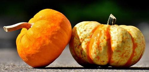 小菊瓜南瓜怎么吃,小菊瓜南瓜的多彩食法探索