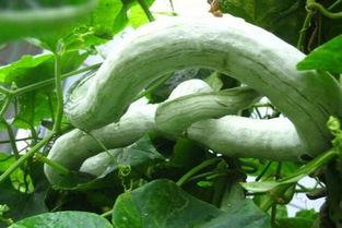 吃的苹果蛇瓜怎么吃,苹果蛇瓜的独特美味体验