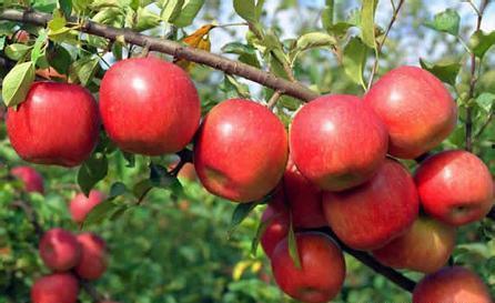 吃的苹果蛇瓜怎么吃,苹果蛇瓜的独特美味体验