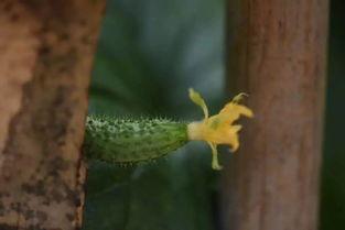 吃瓜烟花,揭秘娱乐圈的欢乐与喧嚣