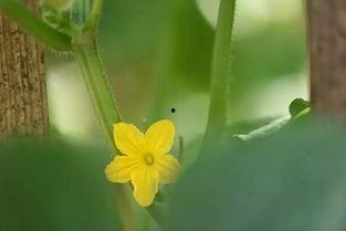 吃瓜烟花,揭秘娱乐圈的欢乐与喧嚣