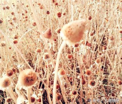 老闺蜜吃瓜,揭秘娱乐圈那些不为人知的幕后故事