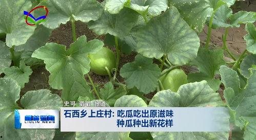 柳柳吃瓜视频,揭秘娱乐圈幕后故事