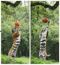 老虎吃瓜头像高清,笑谈世间百态