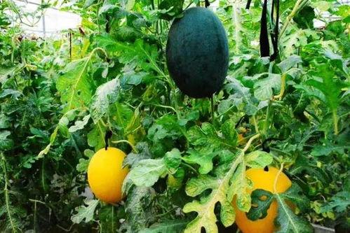 吃瓜群聊黄色,黄色话题背后的网络现象