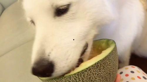 吃瓜群众抠狗头,揭秘“吃瓜群众抠狗头”现象背后的网络文化现象