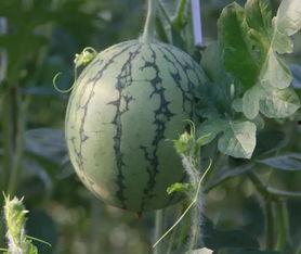 不二吃瓜,揭秘娱乐圈幕后真相