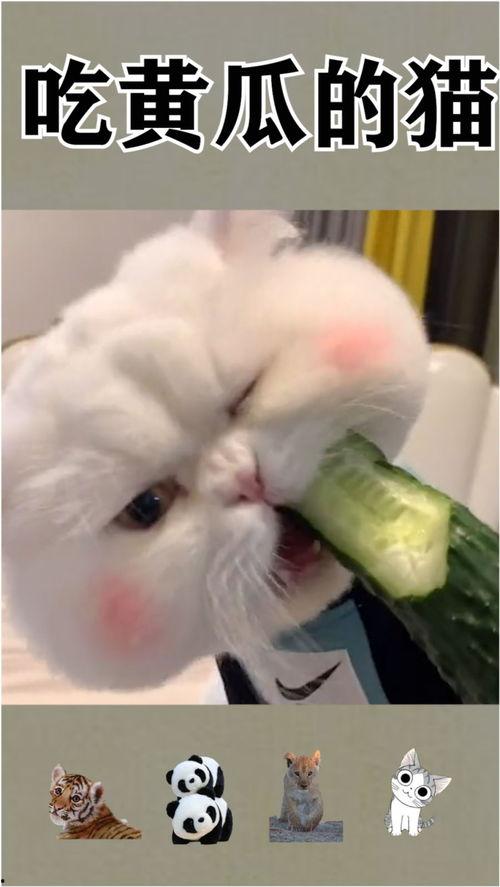 猫吃刺瓜,刺瓜的独特魅力与猫咪的喜爱之谜