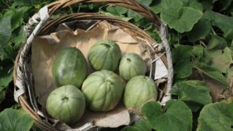 银粟瓜怎么吃,解锁美味新体验