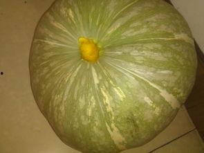 银粟瓜怎么吃,解锁美味新体验  第2张