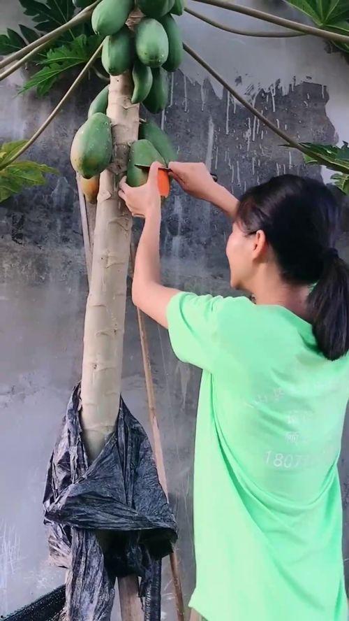 写在农村吃瓜的情景,农村吃瓜时光的悠闲画卷