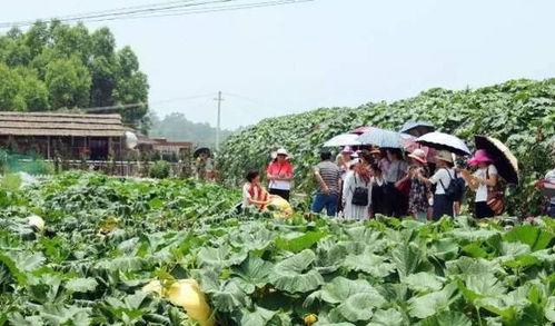 写在农村吃瓜的情景,农村吃瓜时光的悠闲画卷  第3张